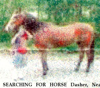 SEARCHING FOR HORSE Dasher, Near Chester City, MD, 00000